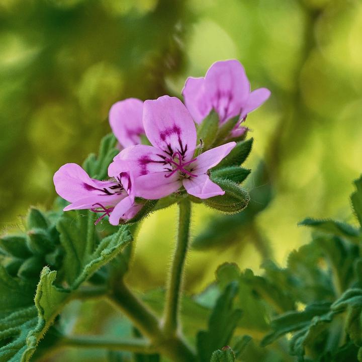 Produktbild Plant in a Box Pelargonium ‘Orange Fizz’, 'Pink Capitatum', 'Lizzy' - 6er-Set Anti-Moskito-Pflanze (15 cm)