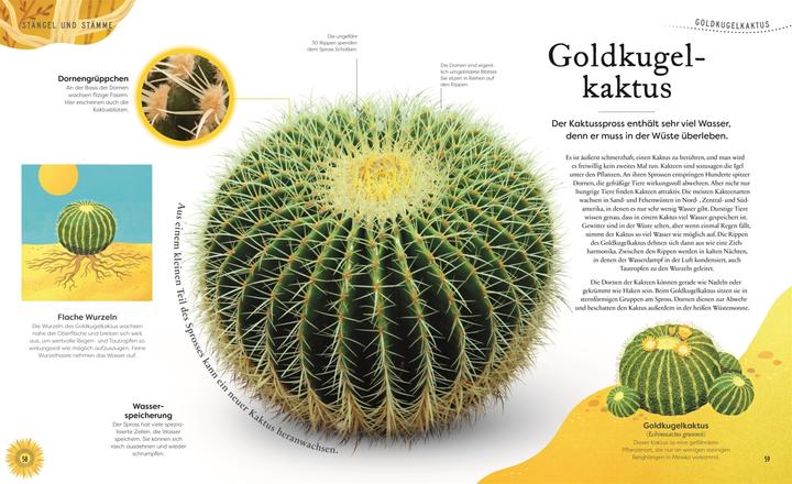 Produktbild Grosse und kleine Schätze der Natur. Pflanzen (Deutsch, Ben Hoare, 2023)