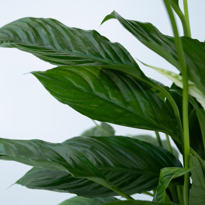Actual product image Plant in a Box Spathiphyllum 'Torelli' - Peace Lily (30 cm)