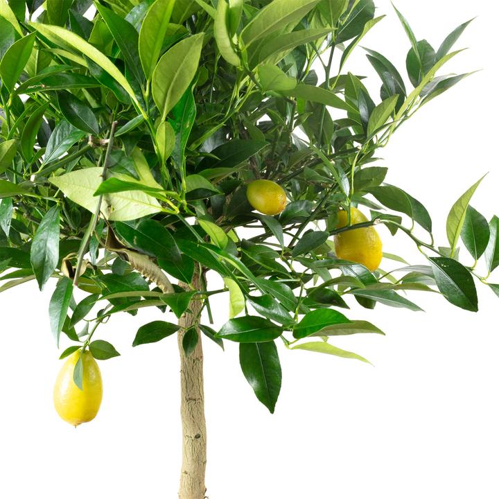 Actual product image Flowerbox Lemon tree - height ca. 60 cm, pot-Ø 19 cm - Citrus Limon (40 cm)