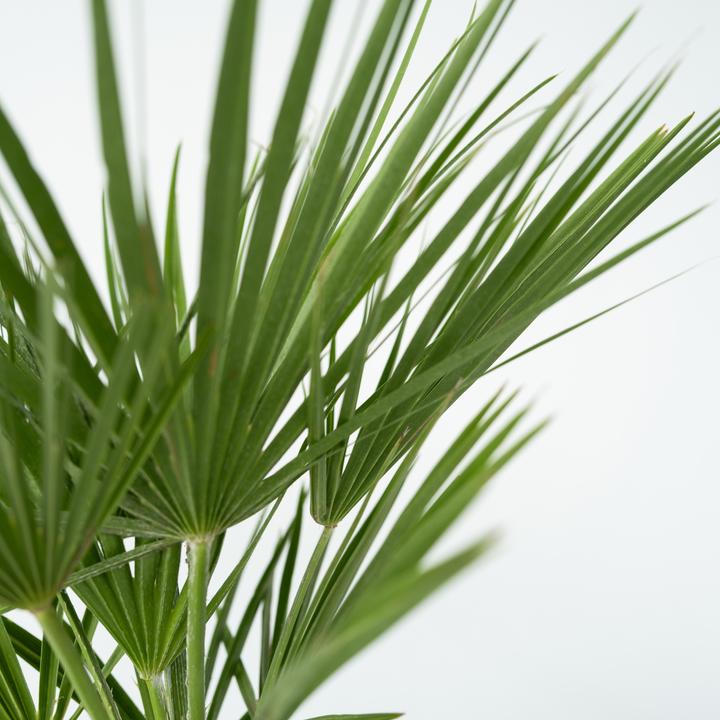 Produktbild Plant in a Box Chamaerops Humilis - Zwergpalme (80 cm)