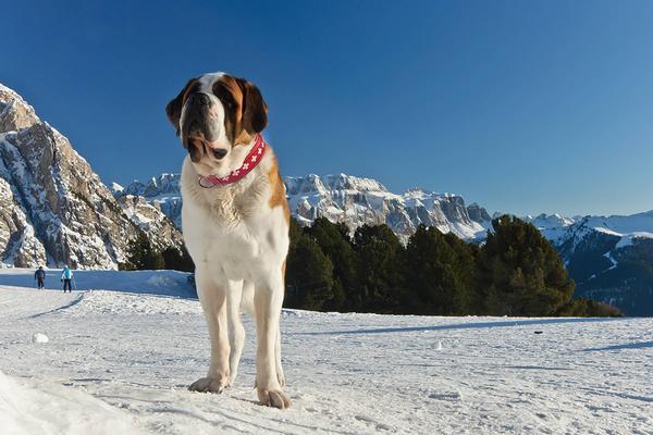 Produktbild Colly Weichleder-Halsband mit Schweizerkreuz geperlt (Hund, Allgemein)