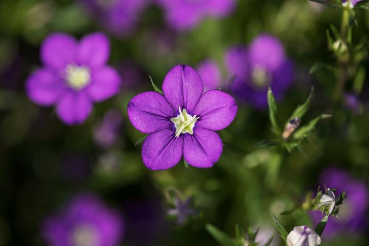 Produktbild Zollinger Bio Frauenspiegel (Venusspiegel) (einjährig überwinternd) (Blumenzwiebel)