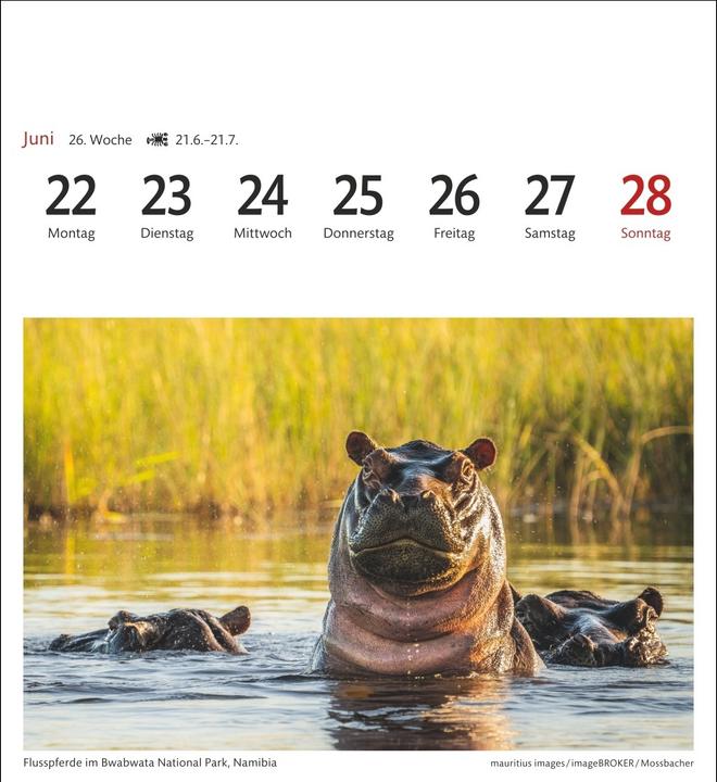 Produktbild Harenberg Südafrika & Namibia Sehnsuchtskalender 2026 - Wochenkalender mit 53 Postkarten (Harter Einband, Deutsch)