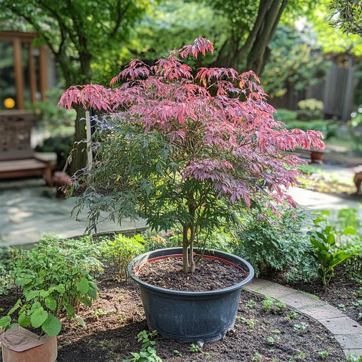 Produktbild Plant in a Box Acer palmatum 'Inaba-shidare' - Japanischer Ahorn (30 cm)