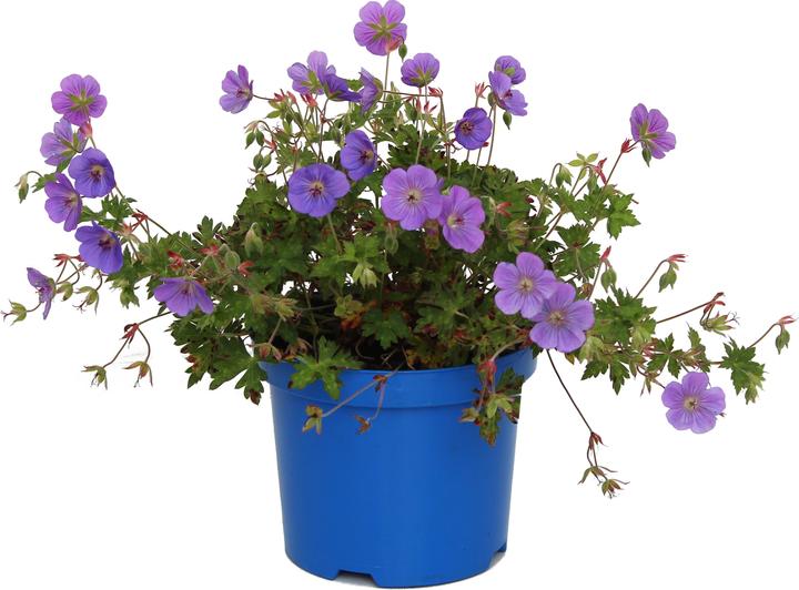 Produktbild Zulauf Geranium 'Rozanne'® / Storchschnabel 'Rozanne'® (20 cm)