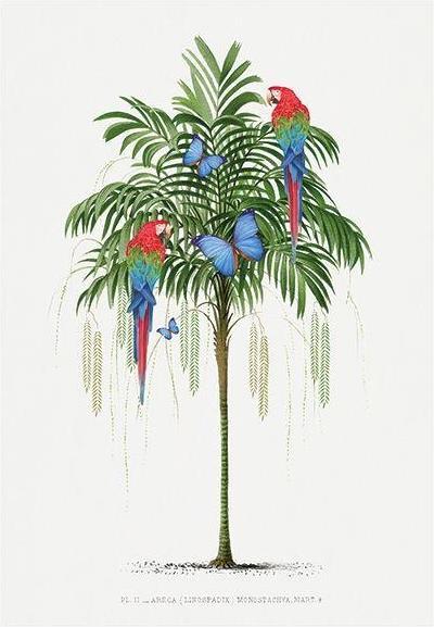 Image du produit Art Group Poster Perroquet (40 x 50 cm)