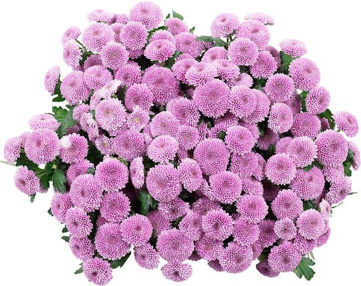Image du produit Flowerbox Chrysanthème 'Jamey Dark