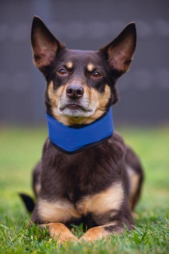 Actual product image Beeztees Bz Quick Cooler Halsb Izi Bla (M, Dog, General)
