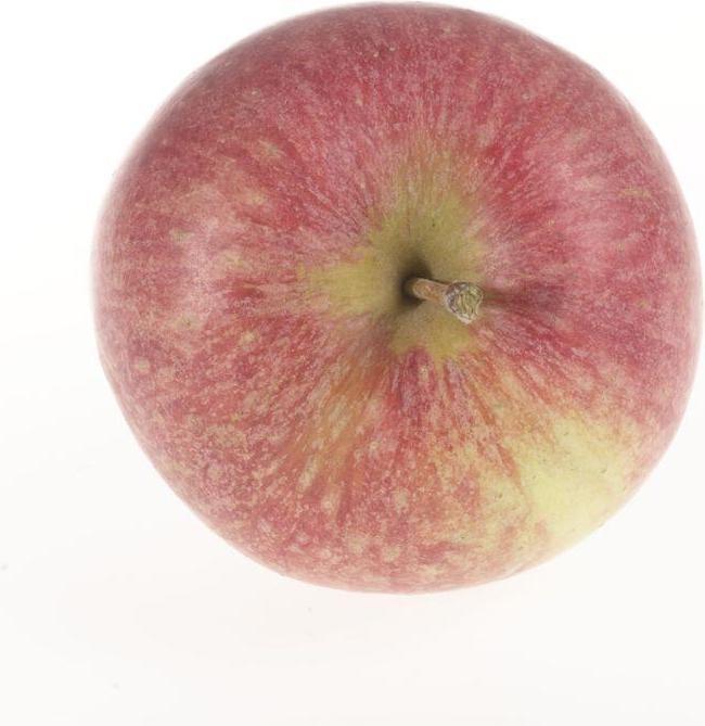 Image du produit Lubera Deux pommiers en colonne pour le bac