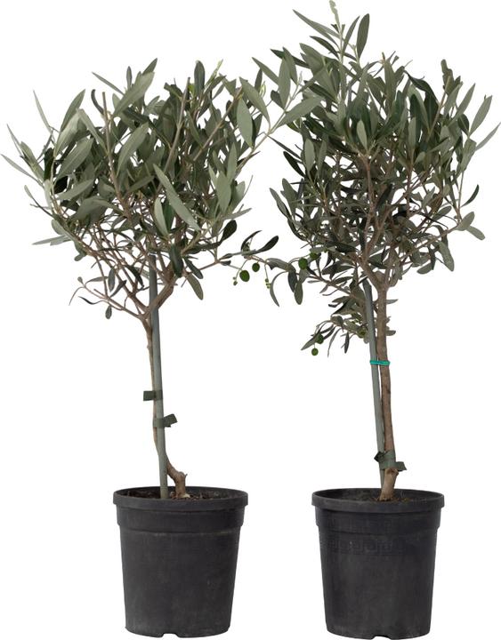 Image du produit Plant in a Box Olea Europaea (45 cm)