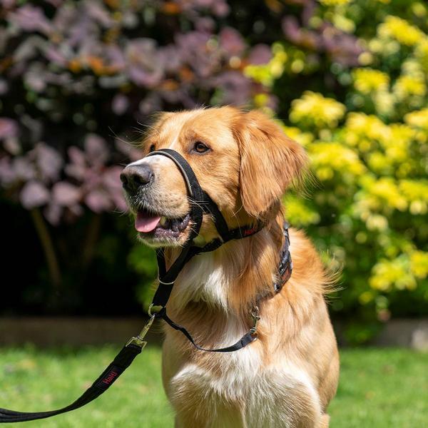 Produktbild Company of Animals Haiti (One Size, Hund, Hundesport)