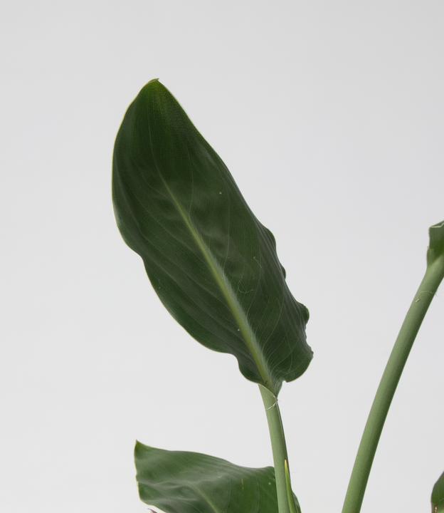Actual product image Plant in a Box Calathea, Philodendron, Strelitzia - 3 mix Green indoor plants (25 cm)