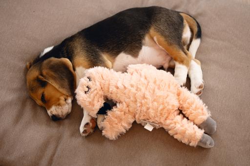 Produktbild Beeztees Cuddle Toys und Herzschlag Simulator (Welpenspielzeug, Plüschspielzeug Hund)