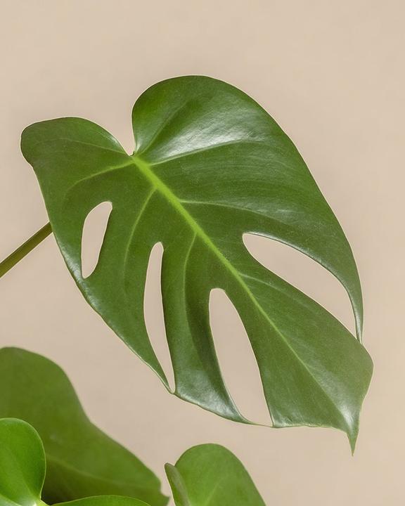 Immagine prodotto feey Monstera grande (65 cm, Appena rinvasata)