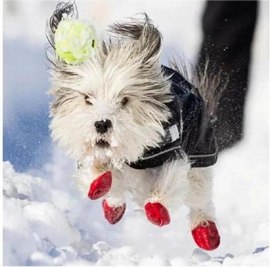 Produktbild Pawz Pfotenschutz (S, Hundeschuhe)