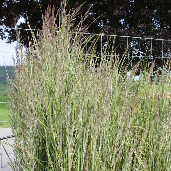 Produktbild Säntispracht Das weiss-gestreiftes, kompaktes Gestreiftes Reitgras - Calamagrostis acutiflora 'Overdam' (120 cm)