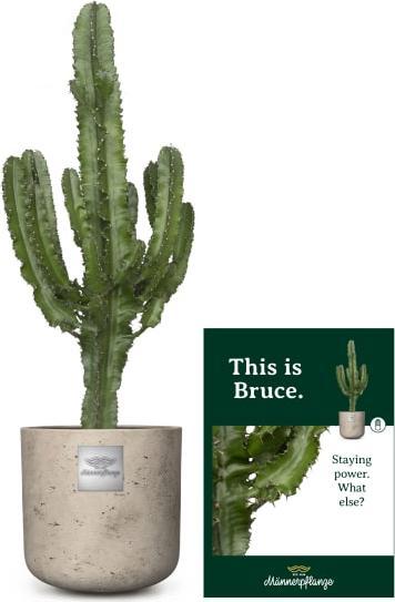 Actual product image Männerpflanze Bruce (100 cm)