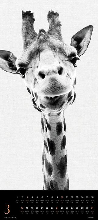 Actual product image Animals 2024 (30 x 30 cm, Hardcover, Spanish, French, Italian, Polish, English, Dutch, Czech, German)