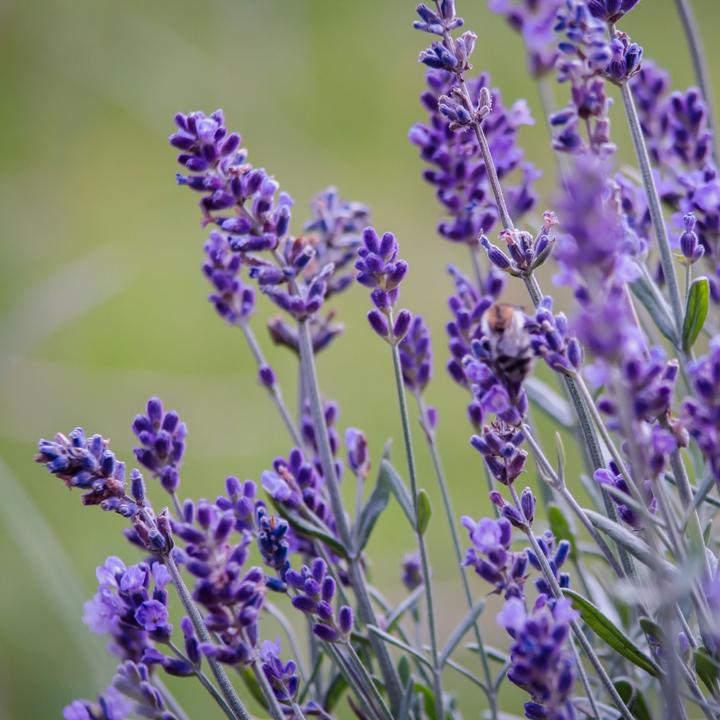 Immagine prodotto Plant in a Box Lavandula angustifolia - set di 6 piante di lavanda (10 cm)