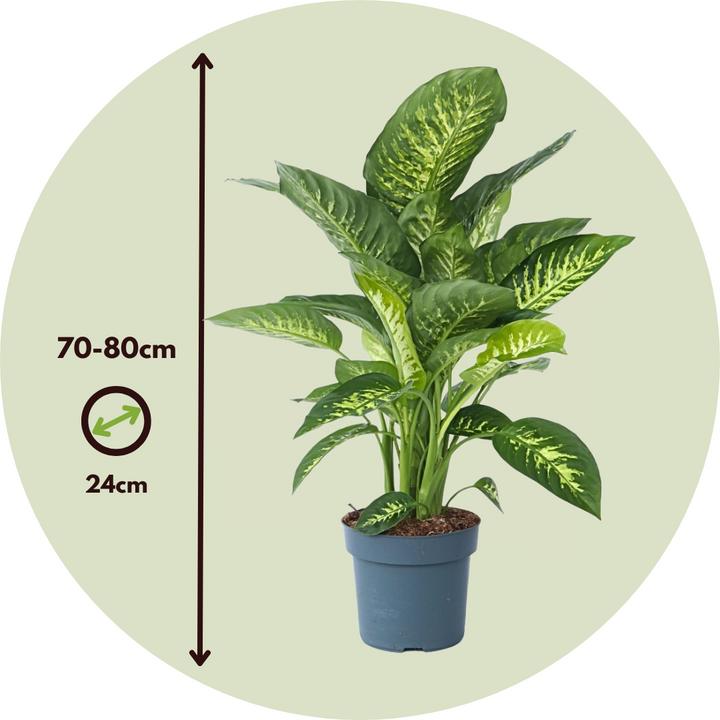 Produktbild Plant in a Box Dieffenbachia - Arum (70 cm)
