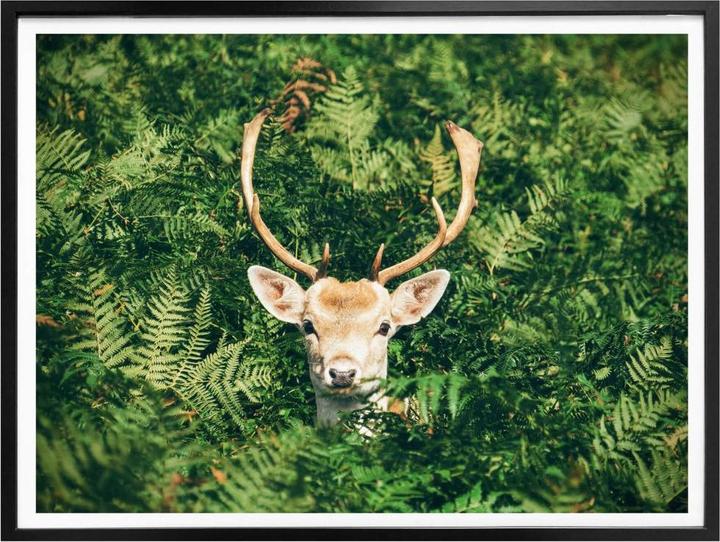 Actual product image Trenddeko Hide and seek in the forest (80 x 60 cm)
