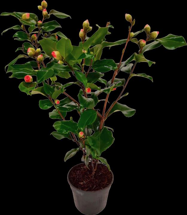 Plant in a Box Camellia japonica Dr King - Japanese rose (60 cm)