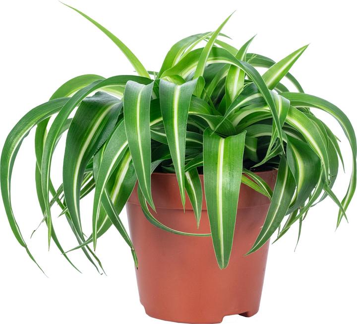 Produktbild Flowerbox Grünlilie "Bonnie" - Chlorophytum Comosum (25 cm)