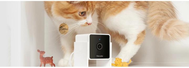 Actual product image Petcube Pet Camera (Catmint toy)