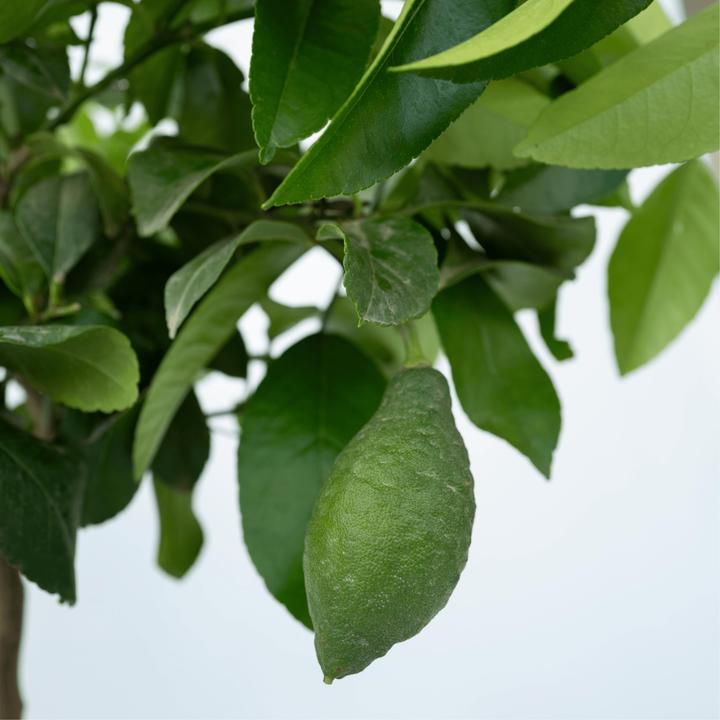 Produktbild Plant in a Box Citrus Limon - Zitrone (70 cm)