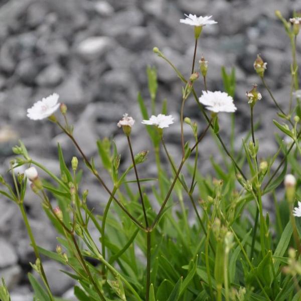 Image du produit Säntispracht Set de 2 plantes, Silène des Alpes - Silene alpestris Starry Dreams (15 cm)
