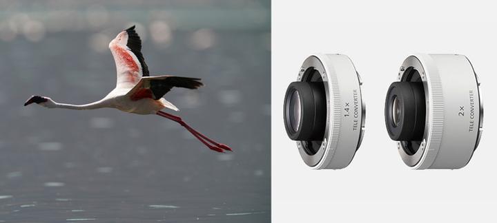 Image du produit Sony 600mm f/4 GM OSS E - Import (Sony E, APS-C / DX, Plein format)