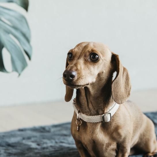 Actual product image Kentucky Dogwear Dog collar Wool (S, Dog, General)