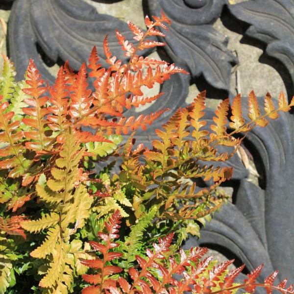 Produktbild Säntispracht 3 er Set, Der Rotschleierfarn mit mittelgrüner/roter Blattfärbung - Dryopteris erythrosora Prolifica (50 cm)