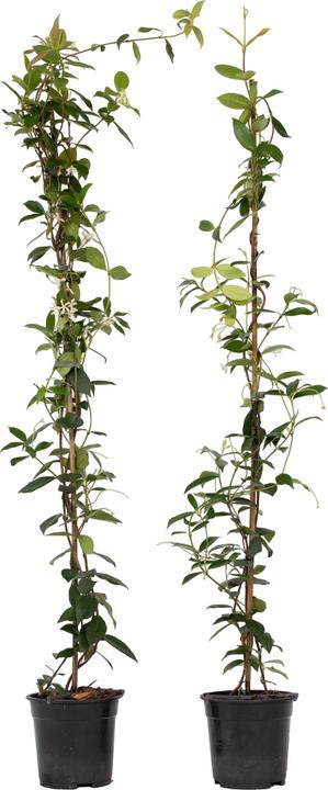 Plant in a Box Trachelospermum jasminoides - set di 2 gelsomini stellati (120 cm)