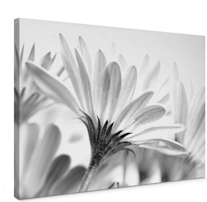 Actual product image Trenddeko Daisies in detail (45 x 30 cm)