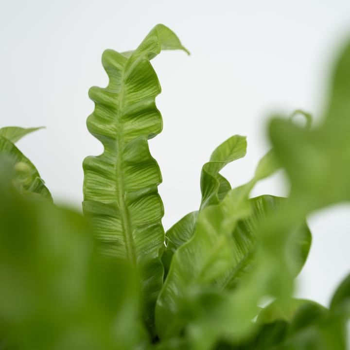 Produktbild Plant in a Box Asplenium nidus 'Crispy Wave' - 2er Set Gekräuselte Vogelnestfarn (25 cm)