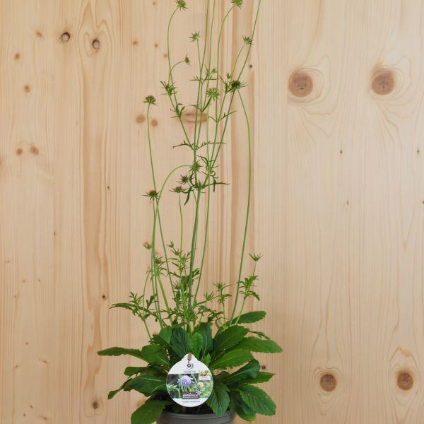 Produktbild Säntispracht 4 er Set, Die lilablühende Tauben-scabiose - Scabiosa columbaria (50 cm)