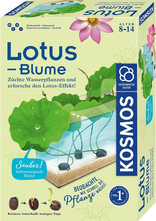 Kosmos Lotus-Blume