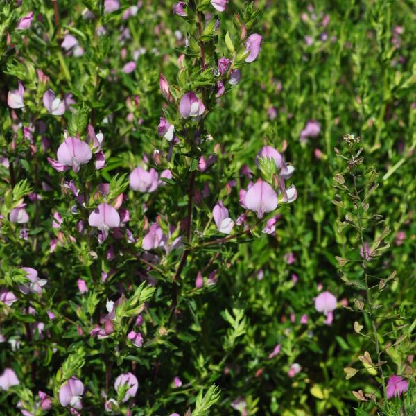 Immagine prodotto Säntispracht Set di 4, Ononis spinosa - Ononis spinosa (70 cm)