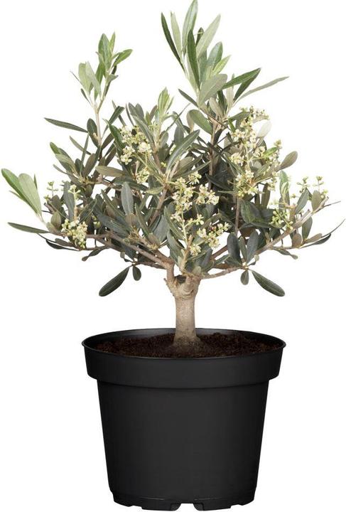 Produktbild Olivenbaum (50 cm)
