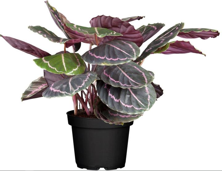 Image du produit Calathea roseopicta Surprisestar (45 cm)