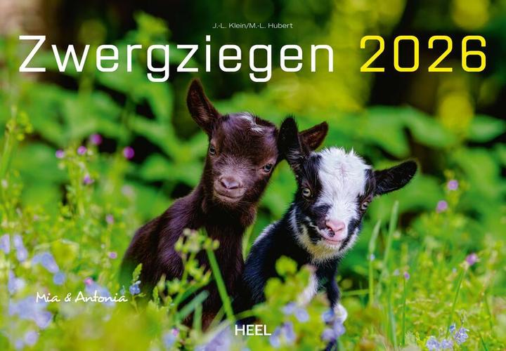 Produktbild Kalender Zwergziegen 2026 (Deutsch)