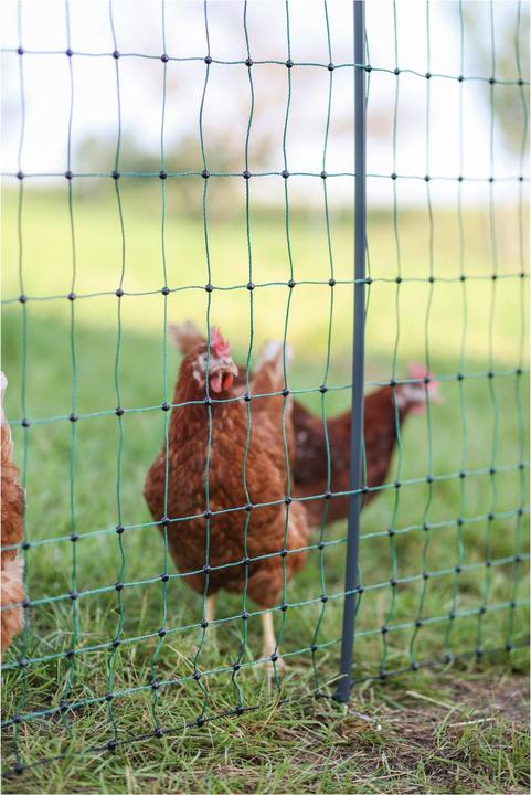 Actual product image AKO Poultry Net Premium