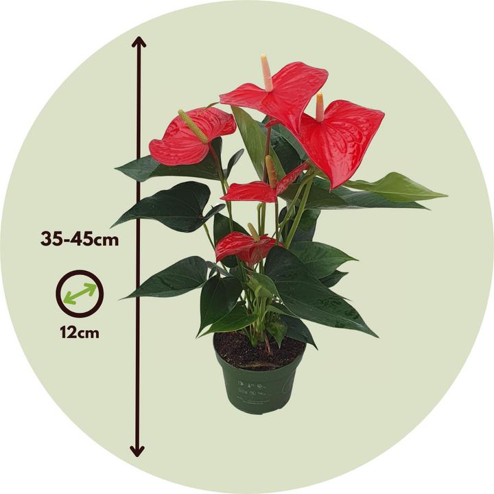 Actual product image Plant in a Box Anthurium 'Royal Champion' - Flamingoblume (35 cm)
