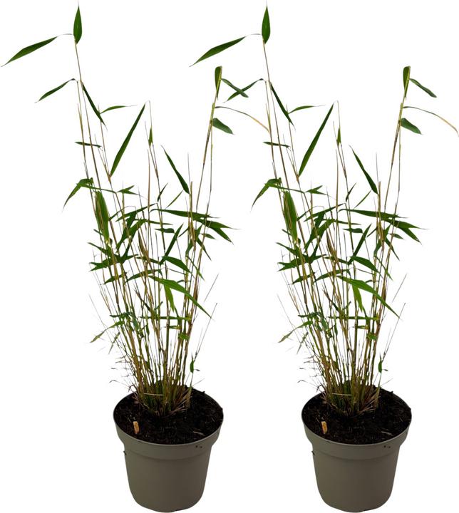 Produktbild Plant in a Box Fargesia papyrifera 'Blue Dragon' - 2er-Set Bambus (30 cm)