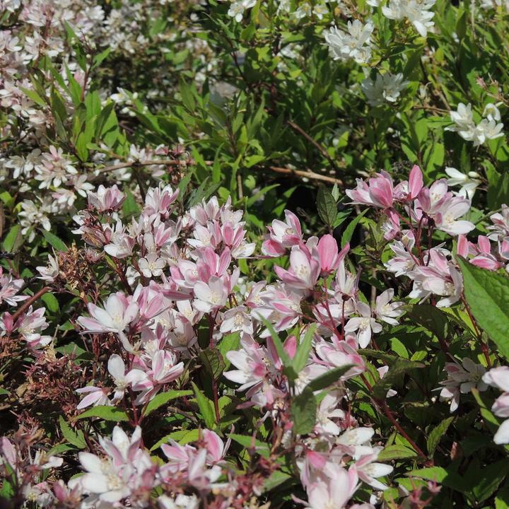Produktbild Zulauf Deutzie / Deutzia 'Yuki Cherry Blossom'® (30 cm)