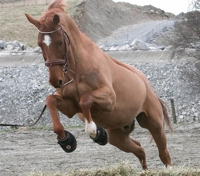 Produktbild Equine Fusion Hufschuh All Terrain Ultra Slim paar