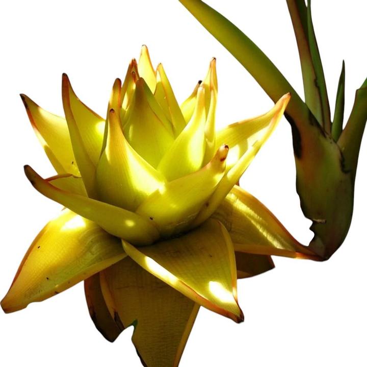 Produktbild Plantlovers Musella lasiocarpa (Lotusbanane) (25 cm, Tierfreundlich)