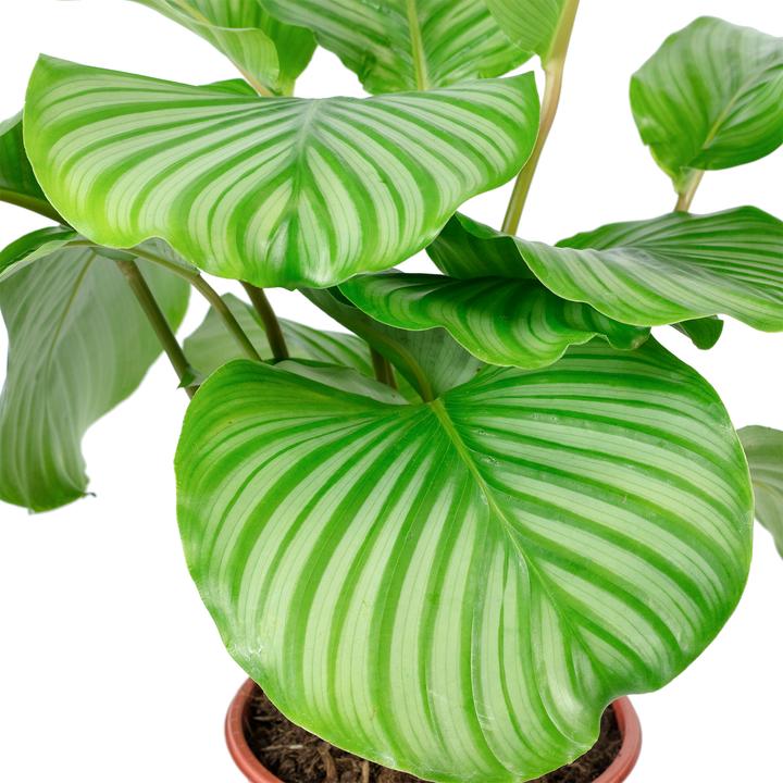 Produktbild Flowerbox Korbmarante Ornata - Calathea Orbifolia (60 cm)